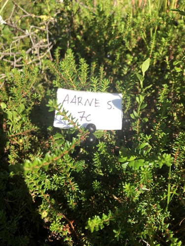 black crowberry