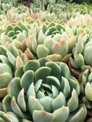 Echeveria elegans