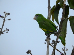 Brotogeris versicolurus