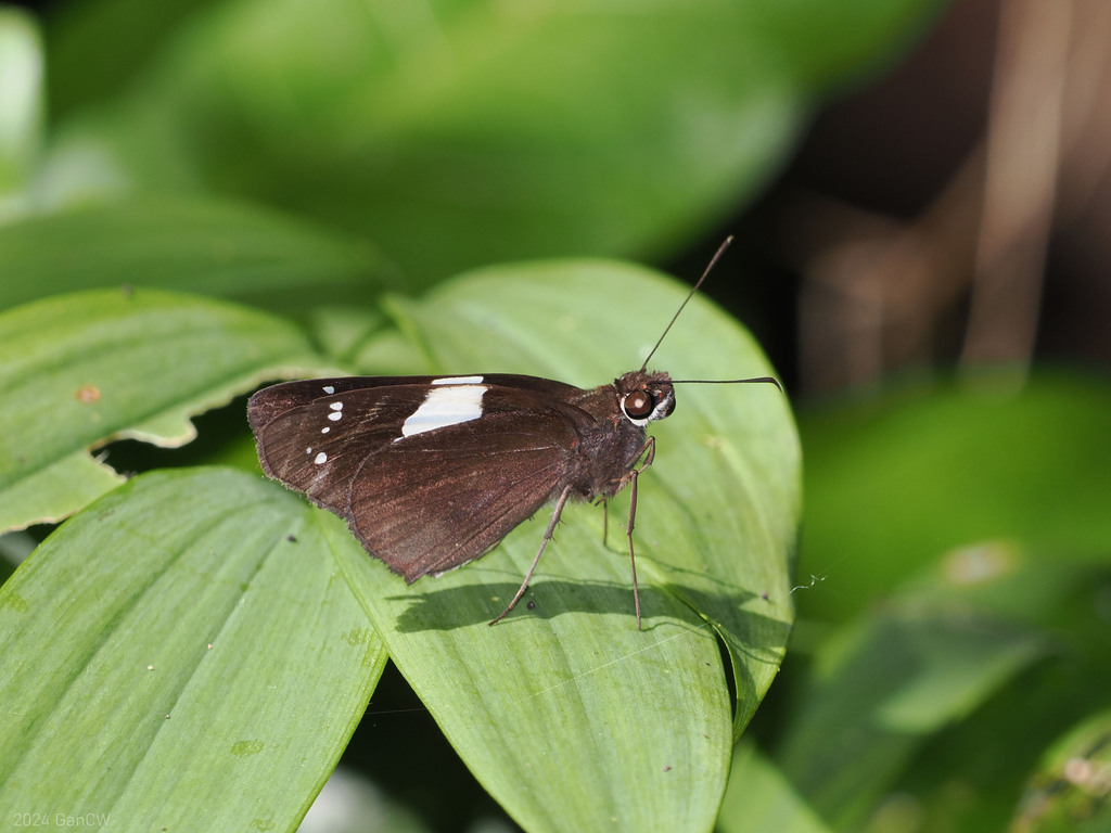 Banded Demon