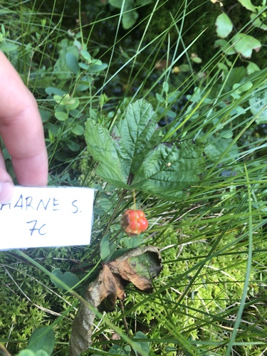 cloudberry