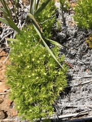 Galium andrewsii