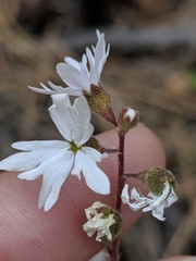Lithophragma parviflorum parviflorum