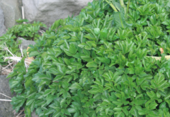 Ligusticum scothicum