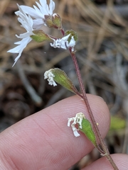 Lithophragma parviflorum parviflorum