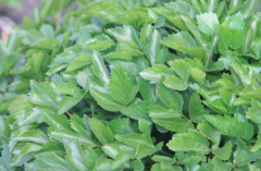 Ligusticum scothicum