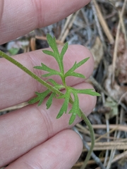 Lithophragma parviflorum parviflorum