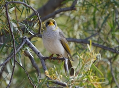 Yellow-Throated Miner photo 3