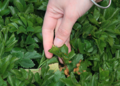 Ligusticum scothicum
