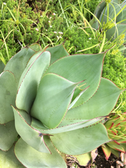 Agave mitis albicans