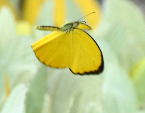 Westwood's Yellow