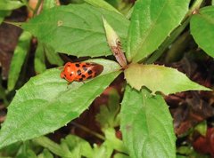Cosmoscarta dorsimacula