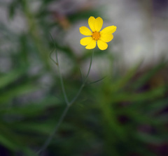 Thelesperma simplicifolium