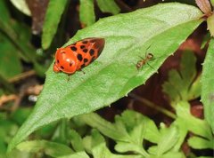 Cosmoscarta dorsimacula