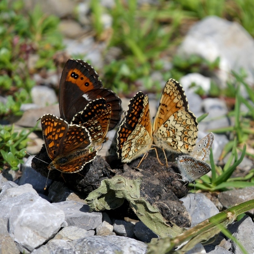 Knapweed Fritillary, Kanisfluh, Au, Österreich, photo 10 of 10
