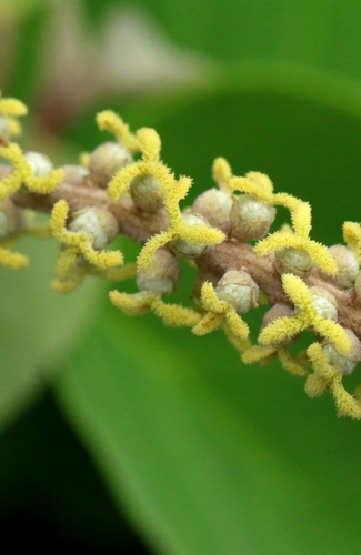 Image of Mallotus apelta by no rights reserved