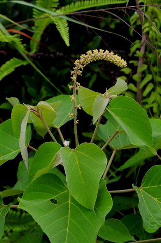 Image of Mallotus apelta by no rights reserved