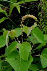 author not stated, no rights reserved Mallotus apelta, photograph author not stated, no rights reserved