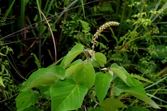 author not stated, no rights reserved Mallotus apelta, photograph author not stated, no rights reserved