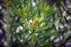 Thelesperma simplicifolium
