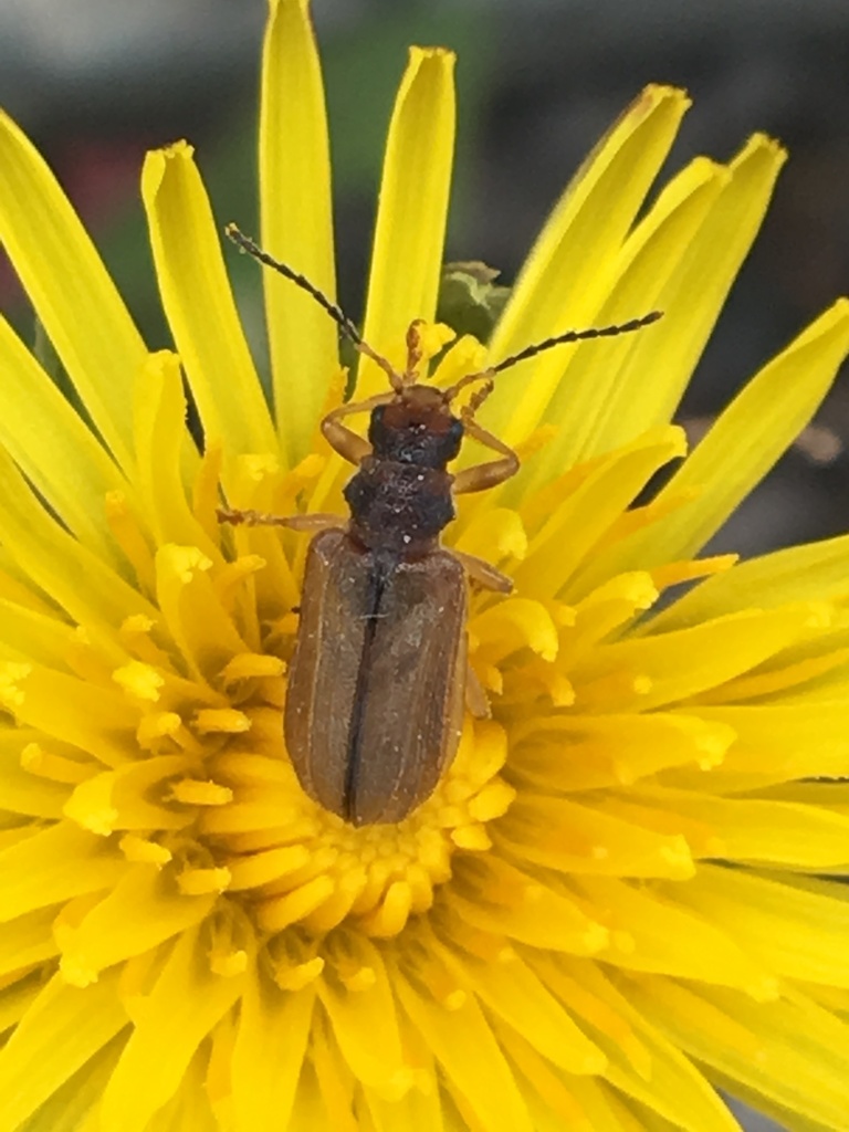 Syneta pilosa