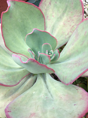 Gibbiflorae
