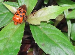 Cosmoscarta dorsimacula