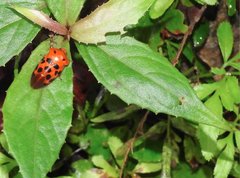 Cosmoscarta dorsimacula