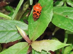 Cosmoscarta dorsimacula