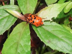 Cosmoscarta dorsimacula