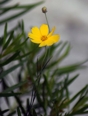 Thelesperma simplicifolium