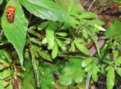 Cosmoscarta dorsimacula