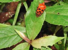 Cosmoscarta dorsimacula