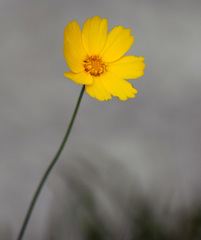Thelesperma simplicifolium