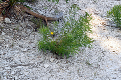 Thelesperma simplicifolium