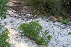 Thelesperma simplicifolium