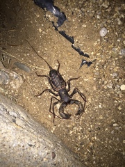 Mastigoproctus giganteus