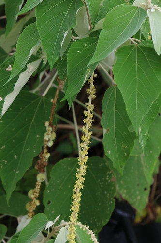 Image of Mallotus apelta by no rights reserved