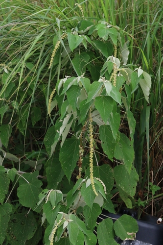 Mallotus apelta, photograph 5