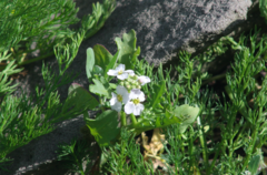 Cakile arctica