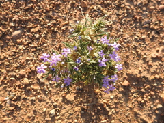 Glandularia latilobata