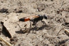 Podalonia tydei suspiciosa