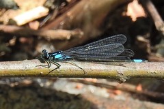 Zoniagrion exclamationis