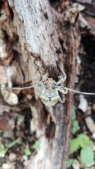 Lochmaeocles cretatus