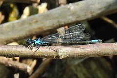 Zoniagrion exclamationis