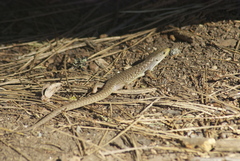 Elgaria coerulea palmeri