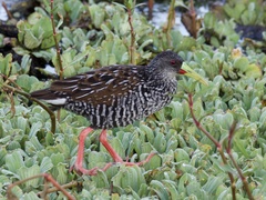 Spotted Rail photo 5