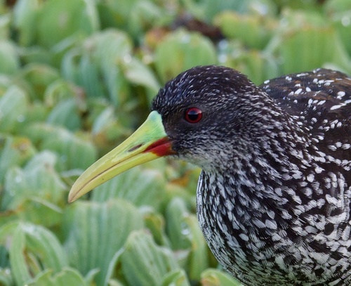Pardirallus maculatus (Boddaert, 1783)