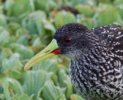 Spotted Rail photo 1