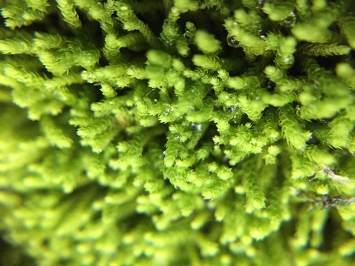 Claopodium rostratum